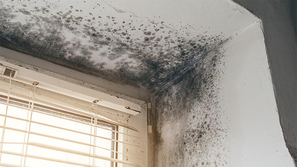 Travis Perkins warns social landlords to be proactive with mould complaints image