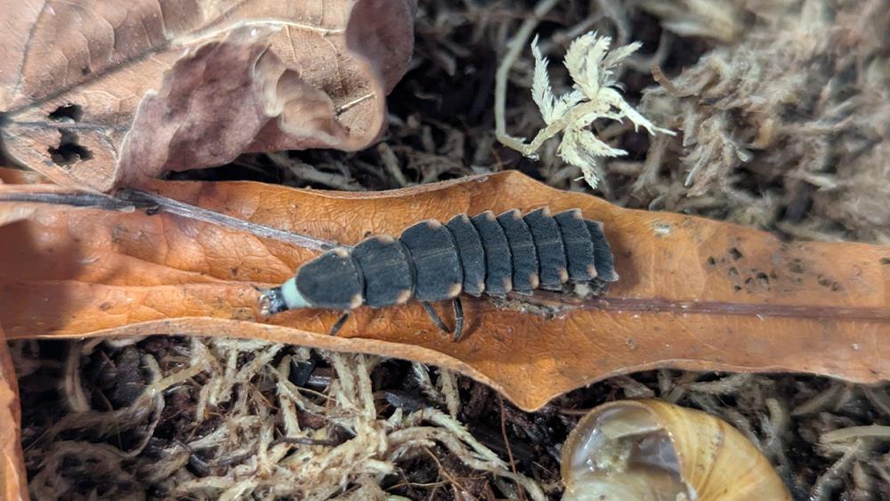 Wienerberger partners with Chester Zoo image