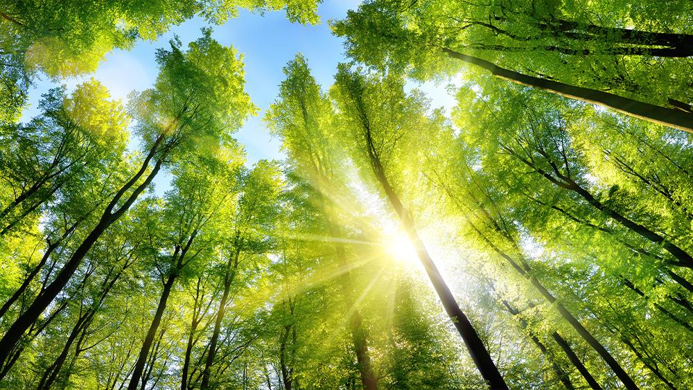 Archwood Group releases latest sustainability report image