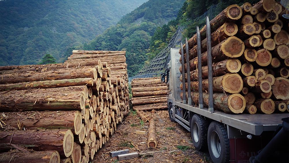 UK housebuilding under pressure from global timber shortage image